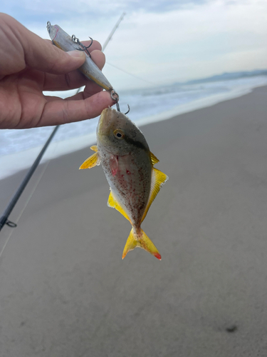 ショゴの釣果