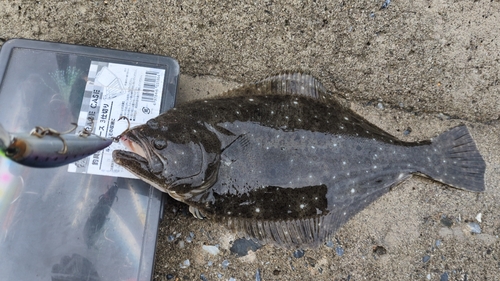 ソゲの釣果