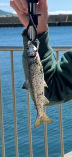 アメマスの釣果