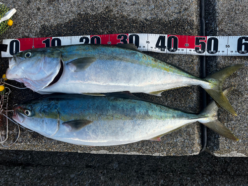 イナダの釣果