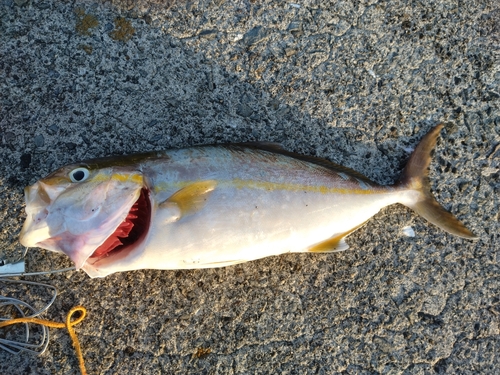 ネリゴの釣果