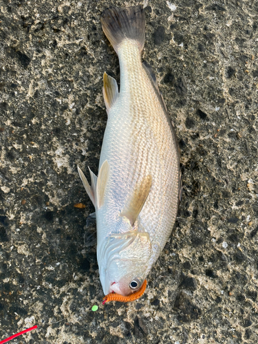 イシモチの釣果