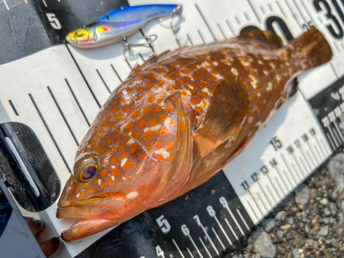 キジハタの釣果