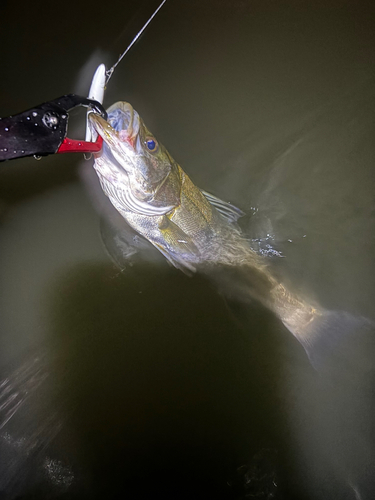 フッコ（マルスズキ）の釣果