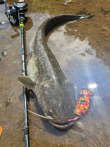 ナマズの釣果