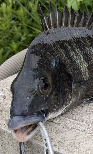 チヌの釣果