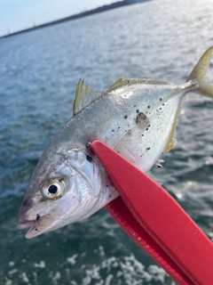 シマアジの釣果