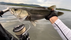 シーバスの釣果