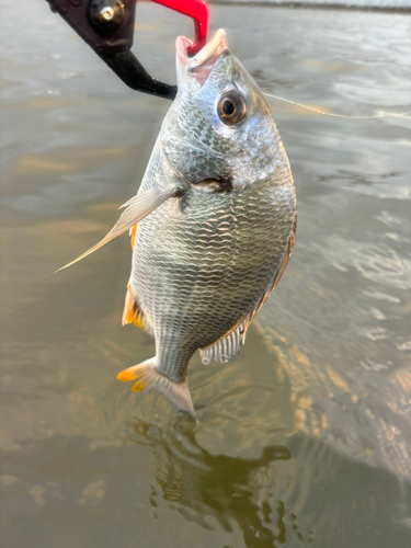 キビレの釣果