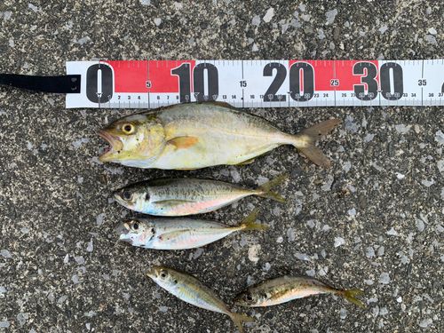 シオの釣果