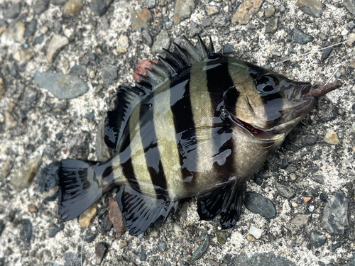 サンバソウの釣果