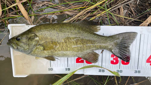 スモールマウスバスの釣果