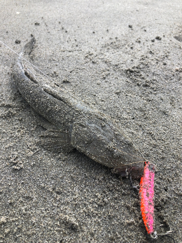 マゴチの釣果