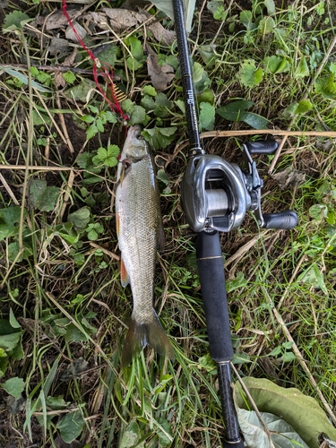 ウグイの釣果