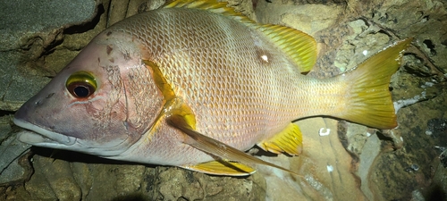 シブダイの釣果