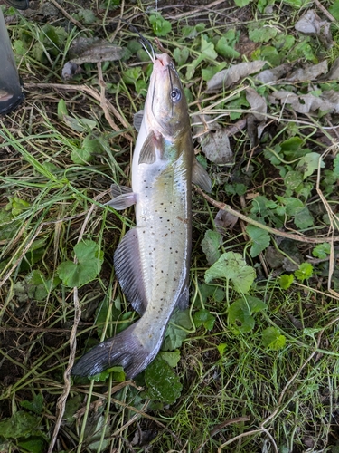 アメリカナマズの釣果