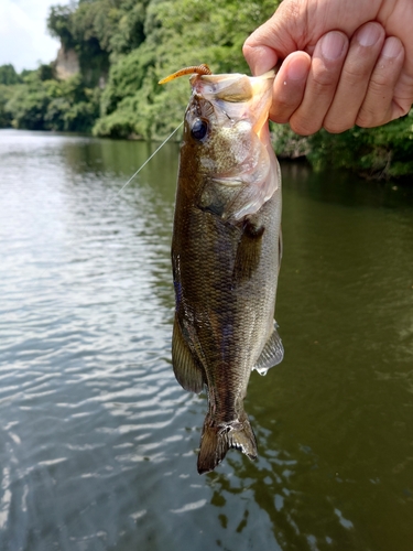 ラージマウスバスの釣果