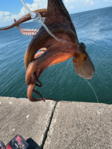 マダコの釣果