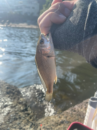 イシモチの釣果