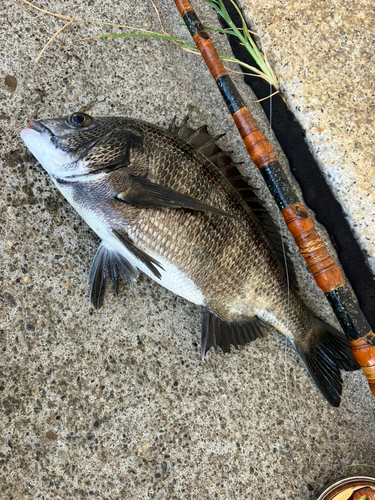 クロダイの釣果