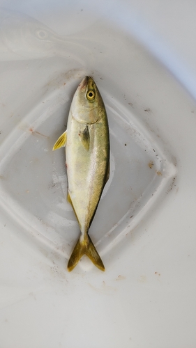 ショゴの釣果