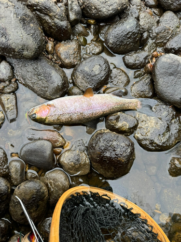 ニジマスの釣果