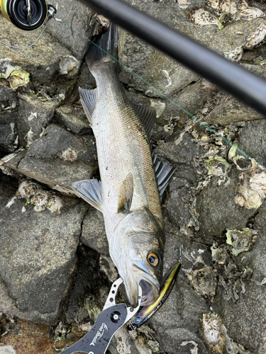 ハネ（マルスズキ）の釣果