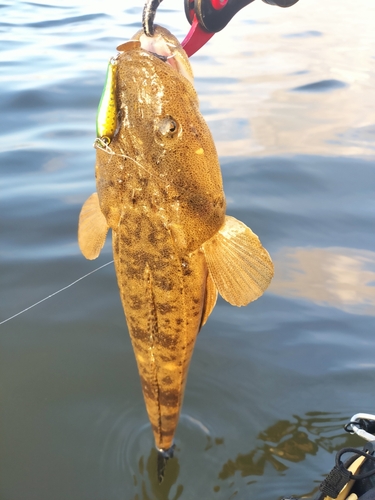 マゴチの釣果