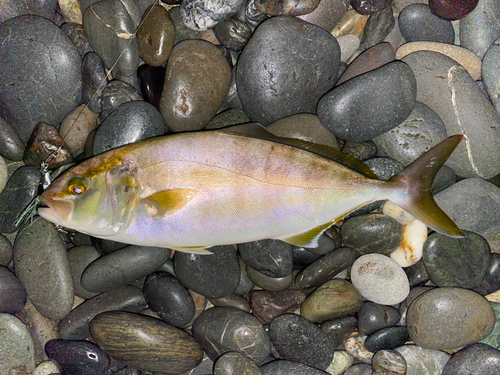 ショゴの釣果