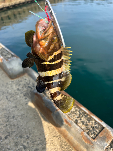 アオナの釣果