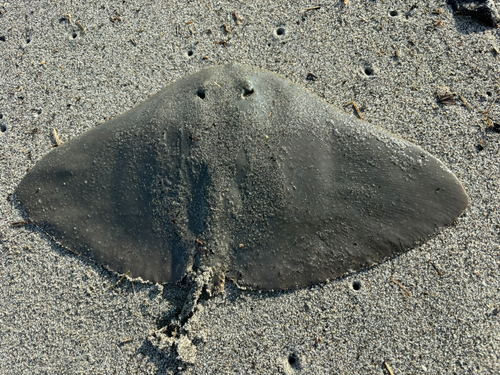 ツバクロエイの釣果