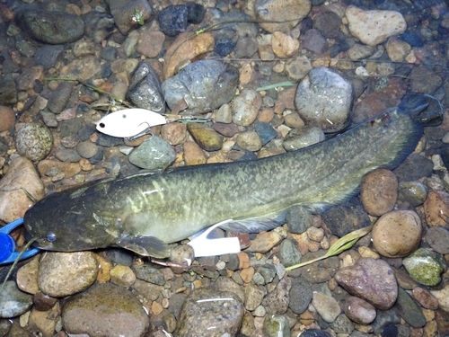 ナマズの釣果