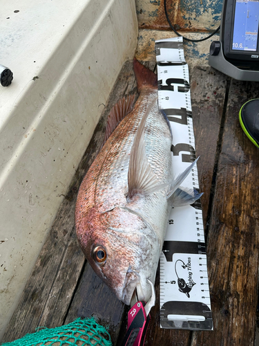 サバの釣果