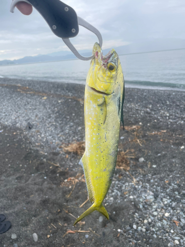 シイラの釣果