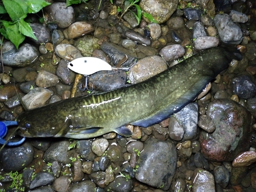 ナマズの釣果