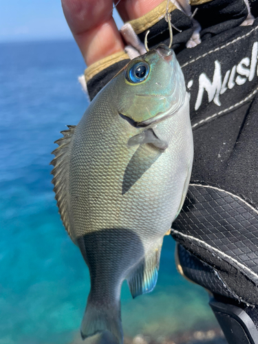 オナガグレの釣果