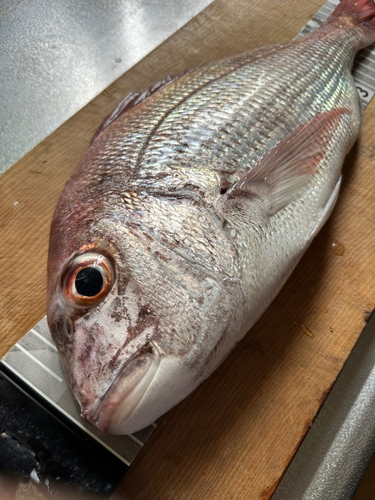 マダイの釣果