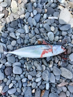 ソウダガツオの釣果