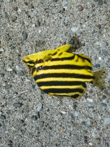 カゴカキダイの釣果