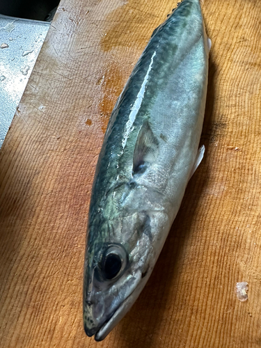 サバの釣果