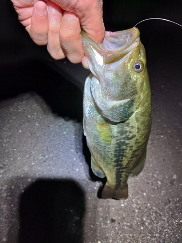 ラージマウスバスの釣果