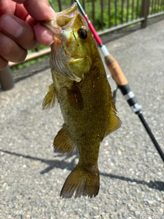 スモールマウスバスの釣果