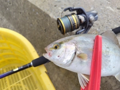 ショゴの釣果