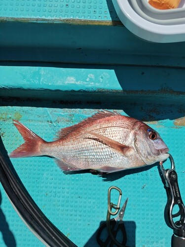 マダイの釣果