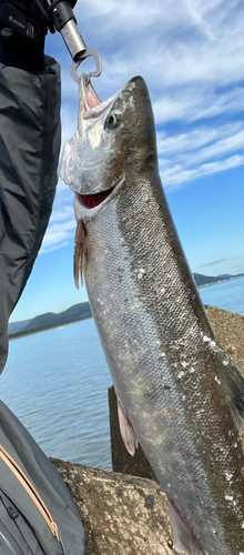 アキアジの釣果