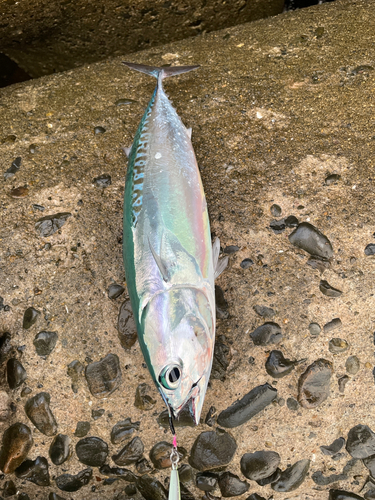 ソウダガツオの釣果