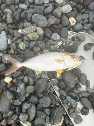 ショゴの釣果