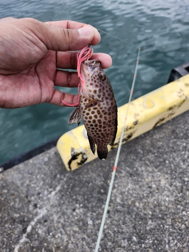 オオモンハタの釣果