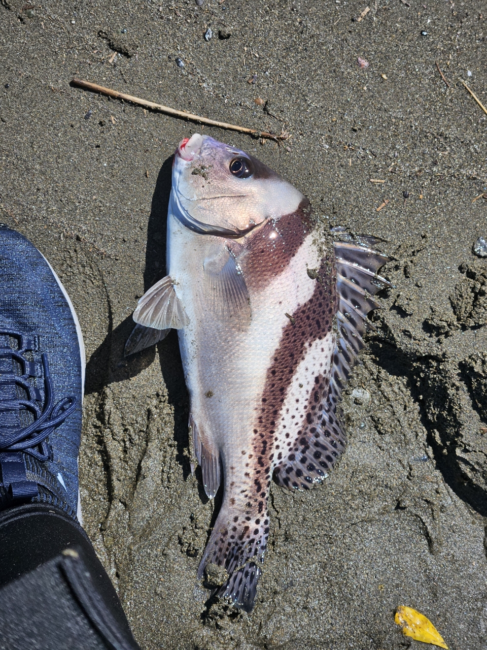 コショウダイ