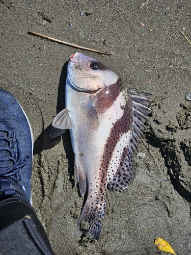 コショウダイの釣果